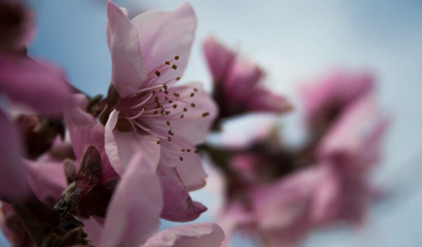 Delicate pink flowers in full bloom against a bright blue sky, capturing the essence of spring.