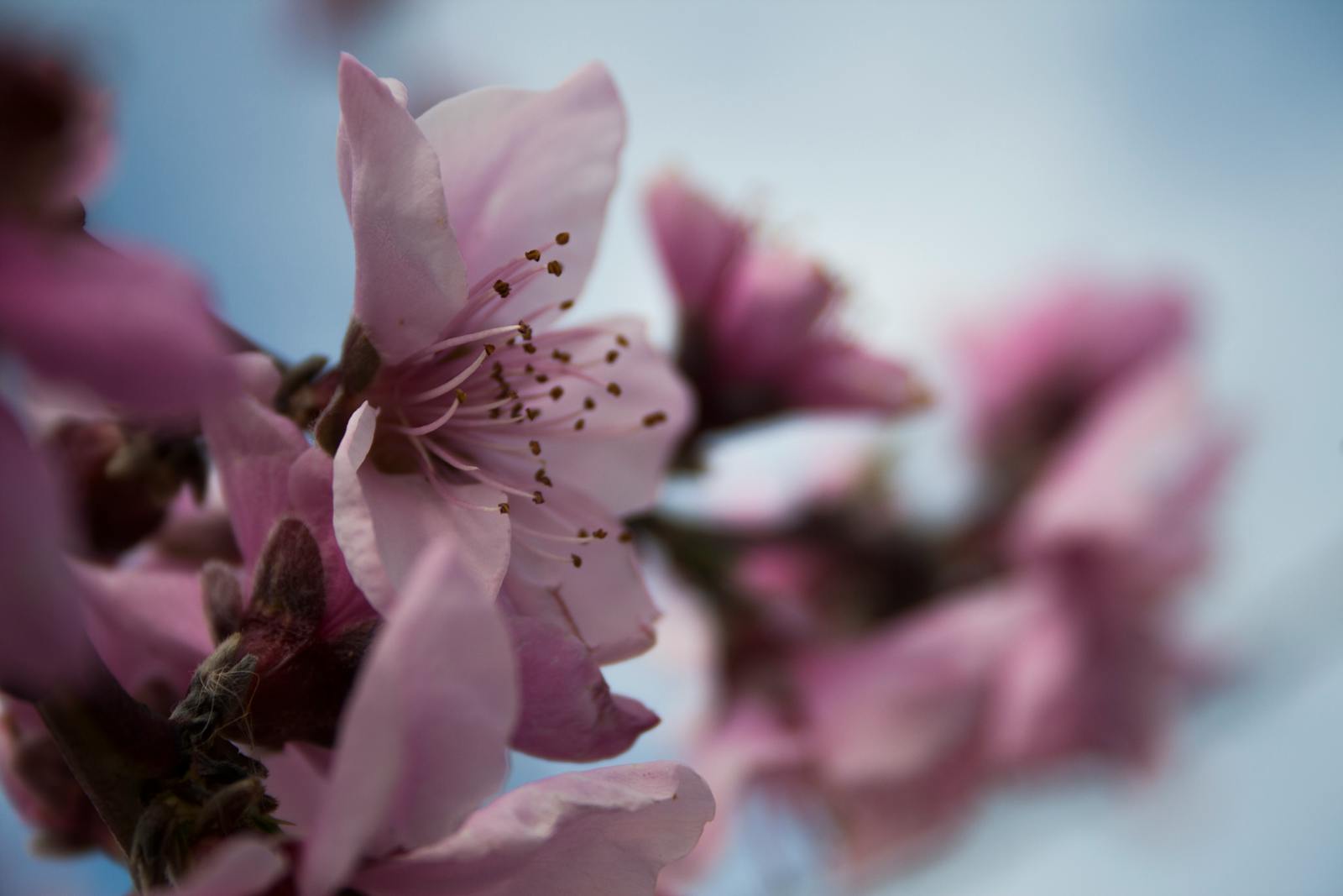 Delicate pink flowers in full bloom against a bright blue sky, capturing the essence of spring.