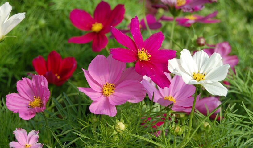 Milyen egynyári virágokat vessünk el áprilisban?